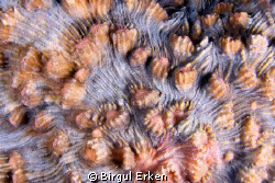 Coral detail by Birgul Erken 
